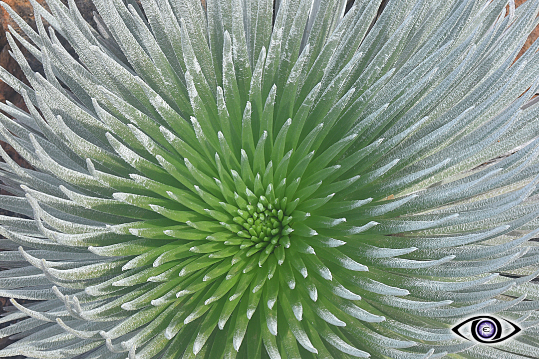 BMM_8002