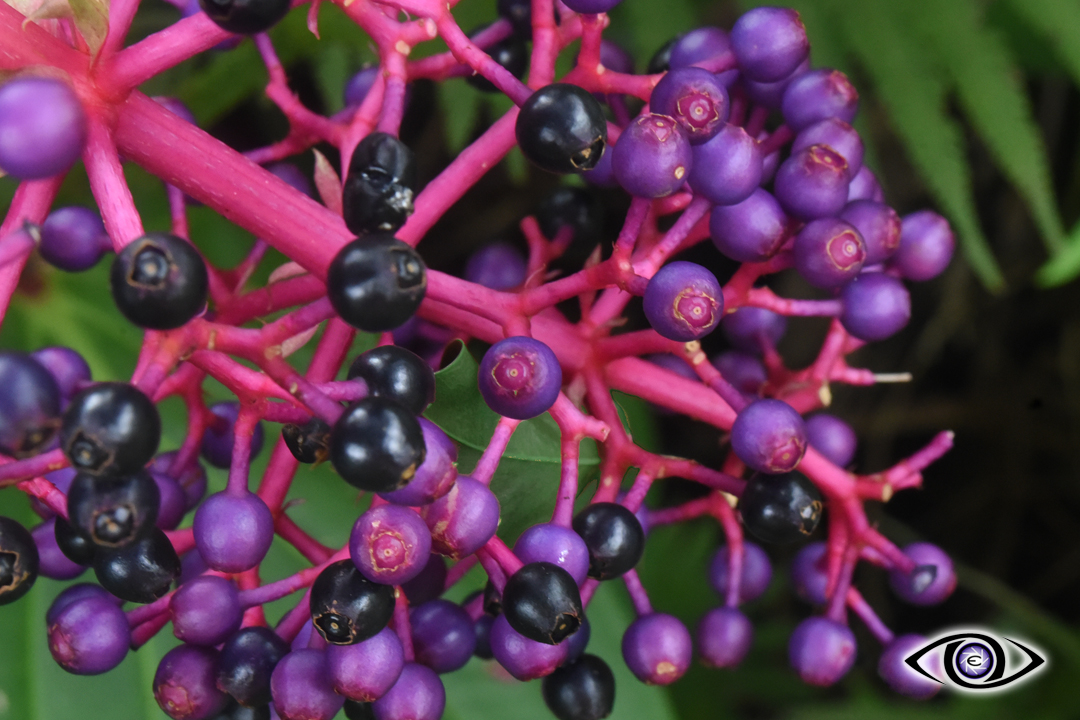 ColoredBerries